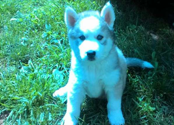 Продаются щенки Хаски в Краснодаре