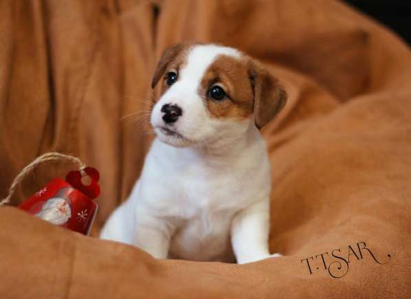 Щенки Джек Рассел терьер с родословной в Москве фото 3