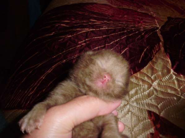 Британский котенок в Краснодаре фото 19