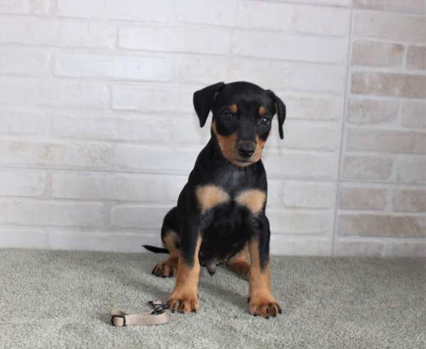 Щенки немецкого пинчера в фото 21