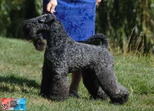 Щенки керри блю терьера