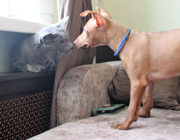 Продам щенков Чирнеко дель Этна в Нижнем Новгороде фото 7