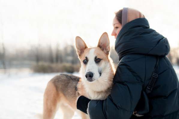 Молодой красавец Пряник ищет дом в Москве
