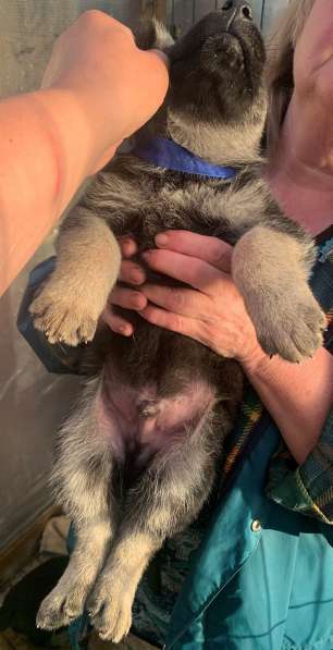 Щенки ВЕО с документами в Санкт-Петербурге фото 45