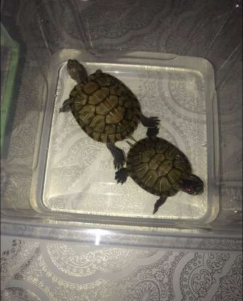Черепахи в Махачкале фото 5