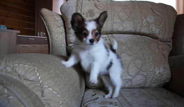 Папийон - очаровательный щенок, 2 месяца в Уфе