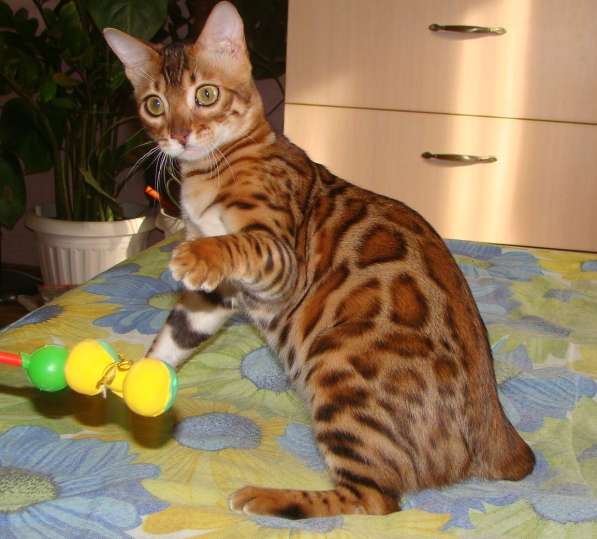 Бенгальский котенок, кошечка-шикарный домашний любимец в Казани фото 3