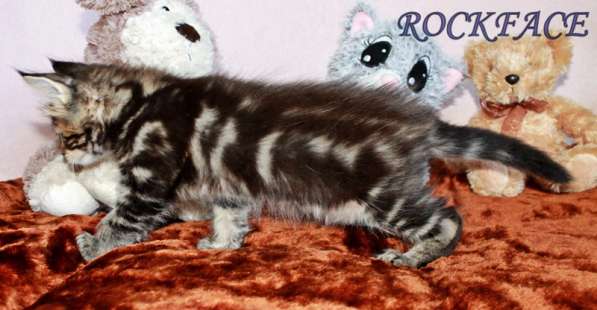 Котик мейн-кун от титулованных родителей в Астрахани фото 8