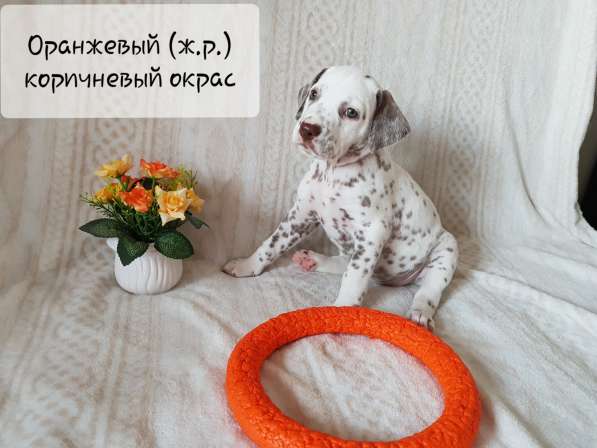 Продажа щенков породы Далматин (Далматинец) в Ханты-Мансийске фото 4