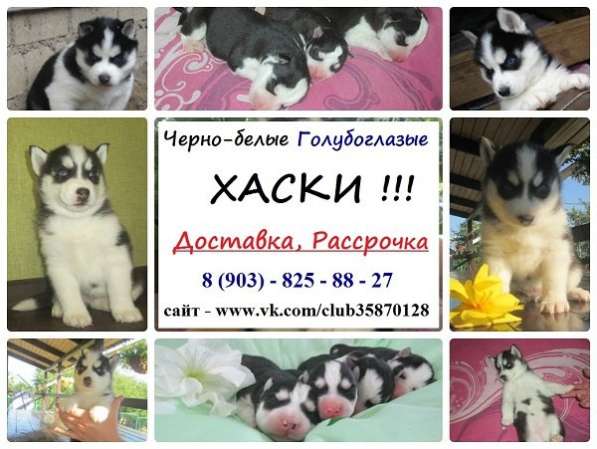 Щеночки Хаски и кобели хаски для вязки в Смоленске