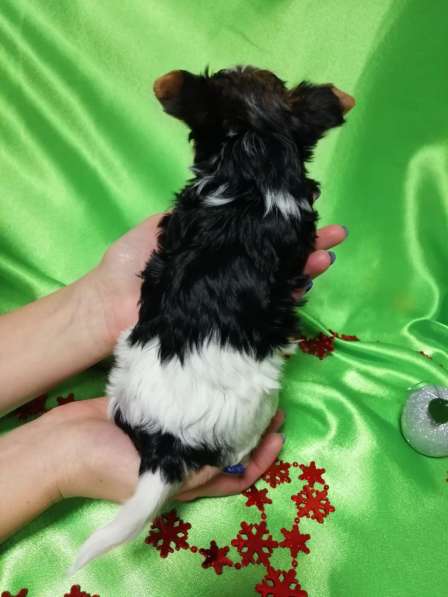 Красивые девочки бивер йорка в Омске фото 7