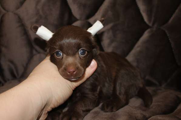 Пуховый шоколадный мальчик КХС в Москве фото 25