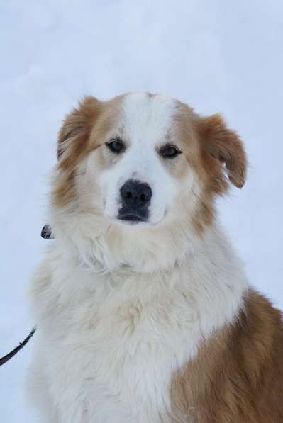 Умница и красавица Деми ищет дом! в Москве фото 11