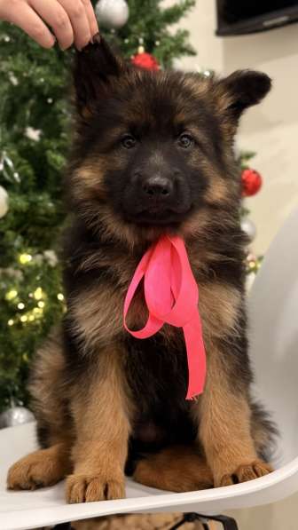 Щенки немецкой овчарки с документами, чистокровные в Москве фото 3