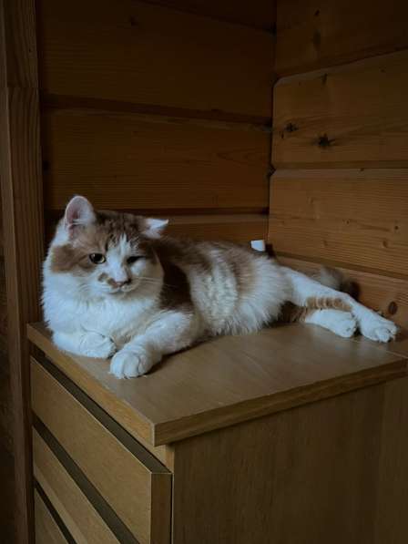 Харизматичный чеширский кот ищет дом в Санкт-Петербурге фото 4