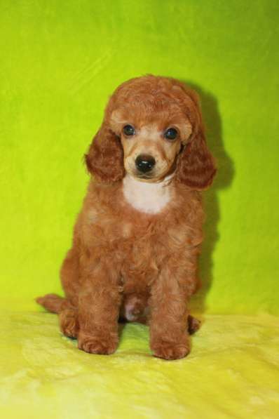 Щенок карликового пуделя в Москве фото 10