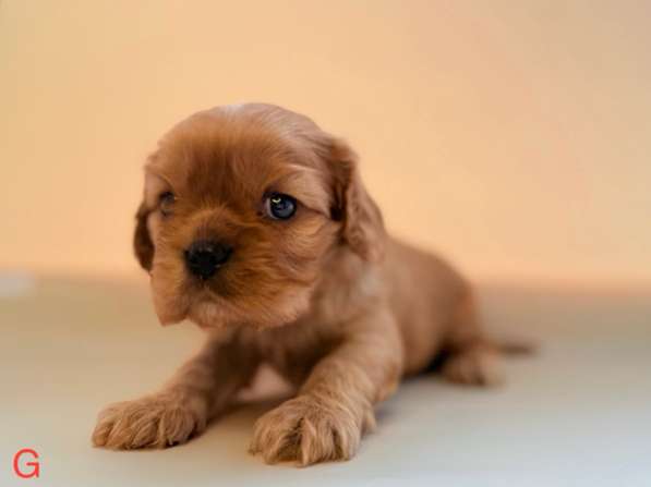 Щенки кавалер Кинг Чарльз спаниель в Москве фото 12