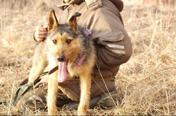 Джо и Ася ищут хоязина в Калуге фото 7