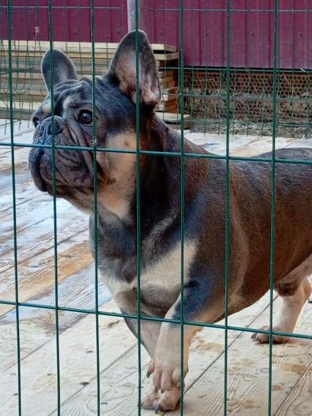 Щенки французского бульдога в Тимашевске фото 4