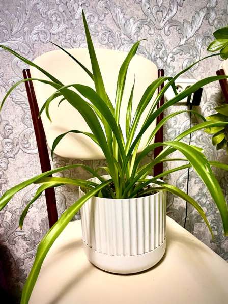 Цветы в Новосибирске