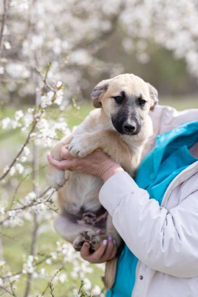 Ласковые щенята в Санкт-Петербурге фото 7