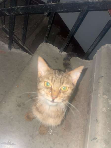 Котенок мальчик в Саратове фото 5