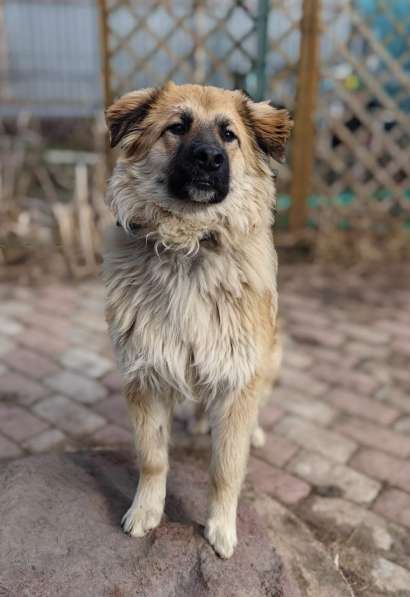 Пушистый пёс Джек ищет дом в Москве фото 6