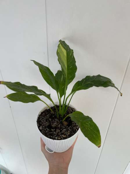 Цветок Спатифиллум «Домино» (женское счастье) в Чайковском фото 5