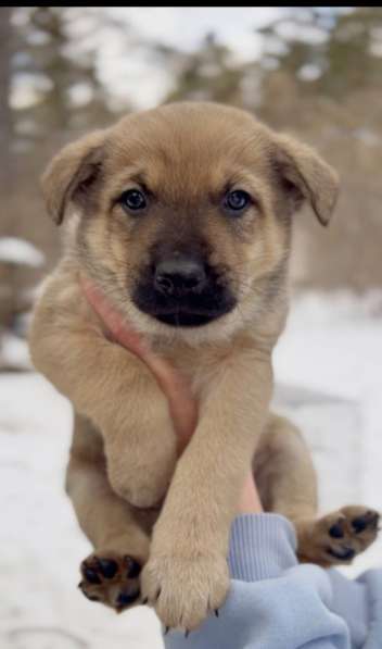 Собака в добрые руки в Новосибирске фото 5