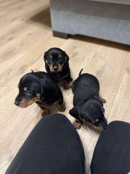 Щенки таксы в Екатеринбурге фото 3