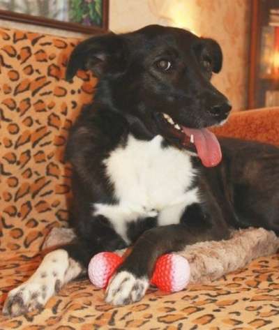 Отдам даром Моника - робкая, застенчивая собака