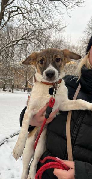 Маленькая и ласковая собачка, диванный вариант в Санкт-Петербурге фото 6