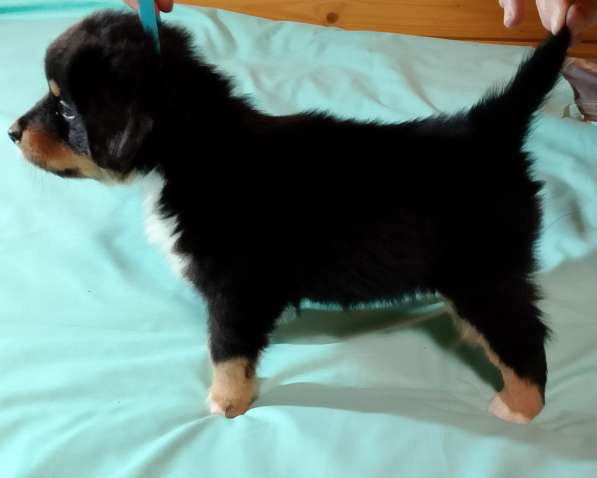 Щенок миниатюрной американской овчарки в Санкт-Петербурге фото 6