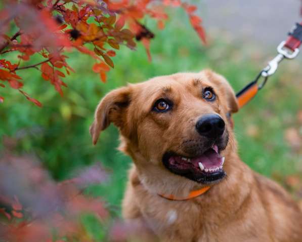 Мягкая и послушная молодая собака ищет дом в Санкт-Петербурге фото 11