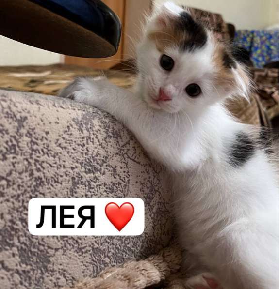 Отдаю котят в добрые и заботливые руки