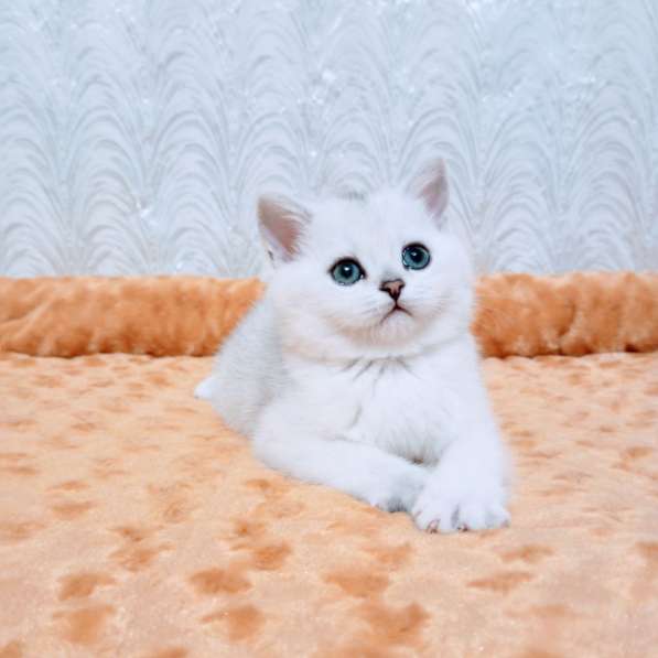 Зеленоглазая шиншилла котик