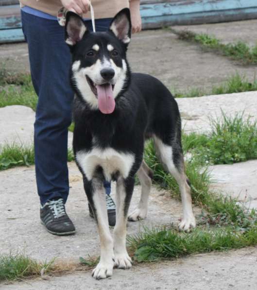 Кекс в поисках своей семьи в Москве фото 8