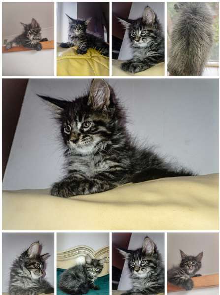 Котята породы Мейн Кун. Все документы в фото 6