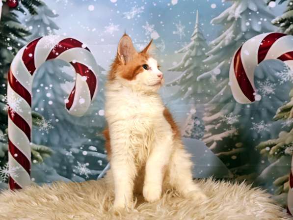 Котята в фото 6