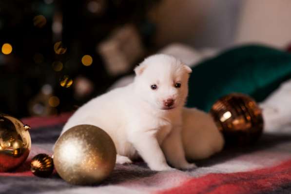 Открыта бронь на щенков хаски в Москве фото 9