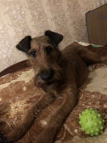 Отдам щенков в Алексине