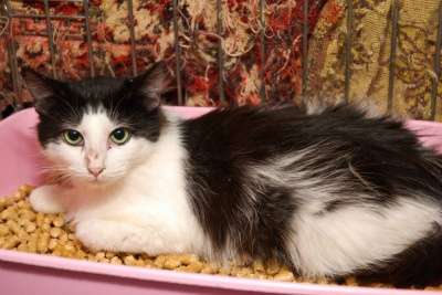 Отдам даром Привет, я-Тарзан в Санкт-Петербурге фото 3