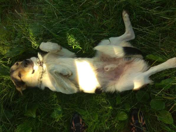 Собака, щенок в дар, в добрые руки в фото 12