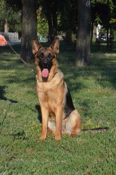 Немецкая овчарка в фото 7