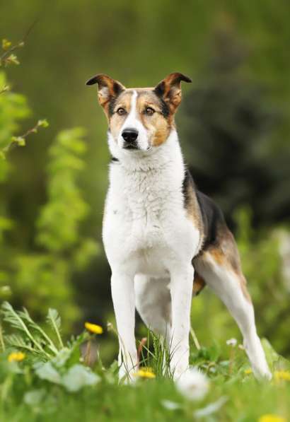 Метис бигля Тохи в дар