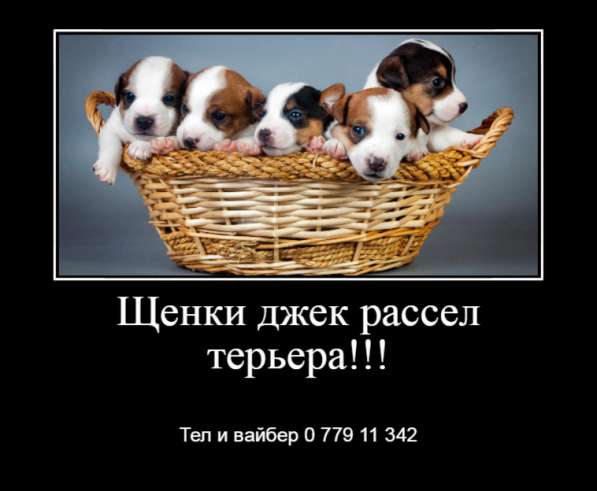 Щенки джек рассел терьера! в фото 22