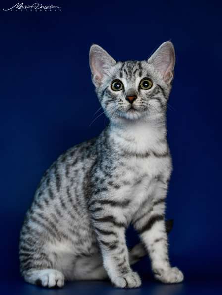 Египетская Мау котята серебряные.Редкая, эксклюзивная порода в фото 13