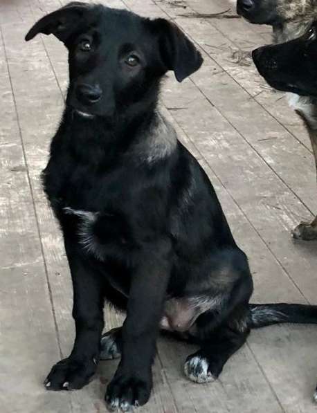 Линси - щенок метис лабрадора в дар в Москве фото 22
