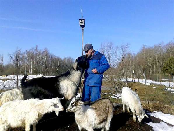 Продам козу, козье мясо в Жуковском