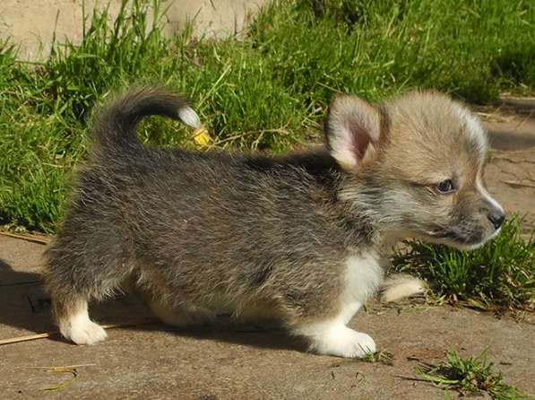 Щенки Вельш Корги Пемброк в Москве фото 17